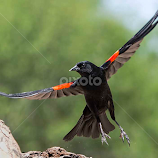 All Spread Out by Wade Grassedonio -  