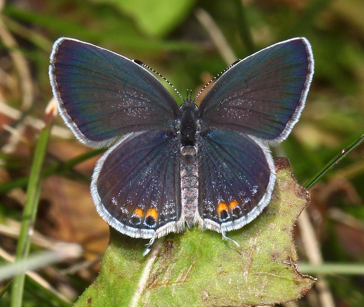 Eastern Tailed Blue, female