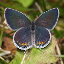 Eastern Tailed Blue, female