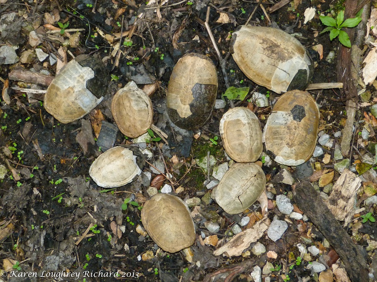 Musk turtle (empty carapaces)