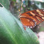 Heraldica Glasswing