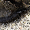 Devil's coach horse beetle