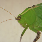 Leaf katydid