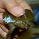 Smooth soft-shelled turtle