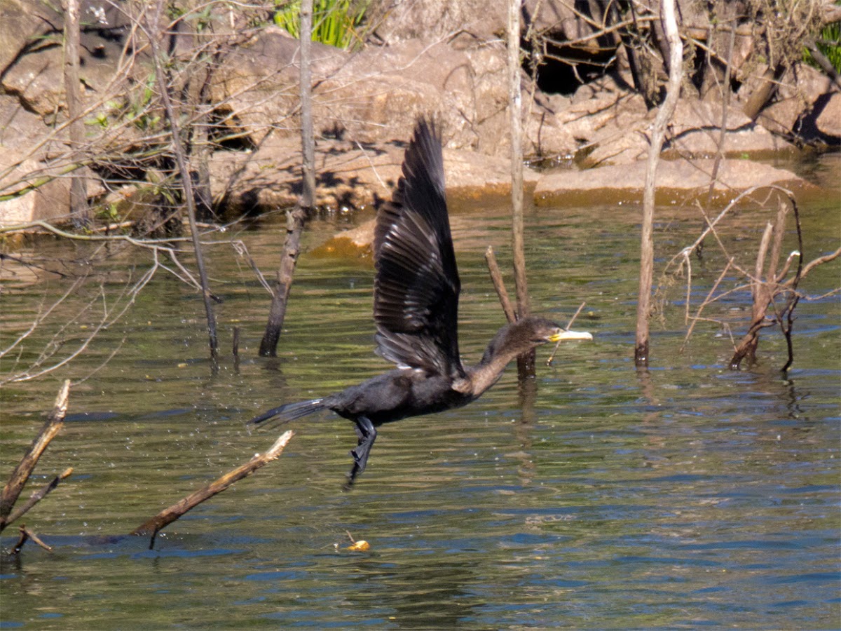Biguá (Cormorant)
