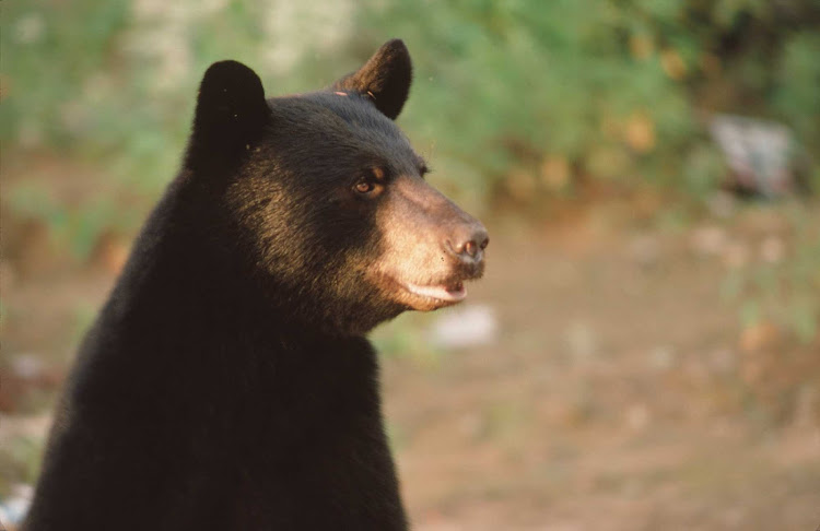 A black bear spotted in the Laurentian woodlands just north of the St. Lawrence River in Quebec, Canada.