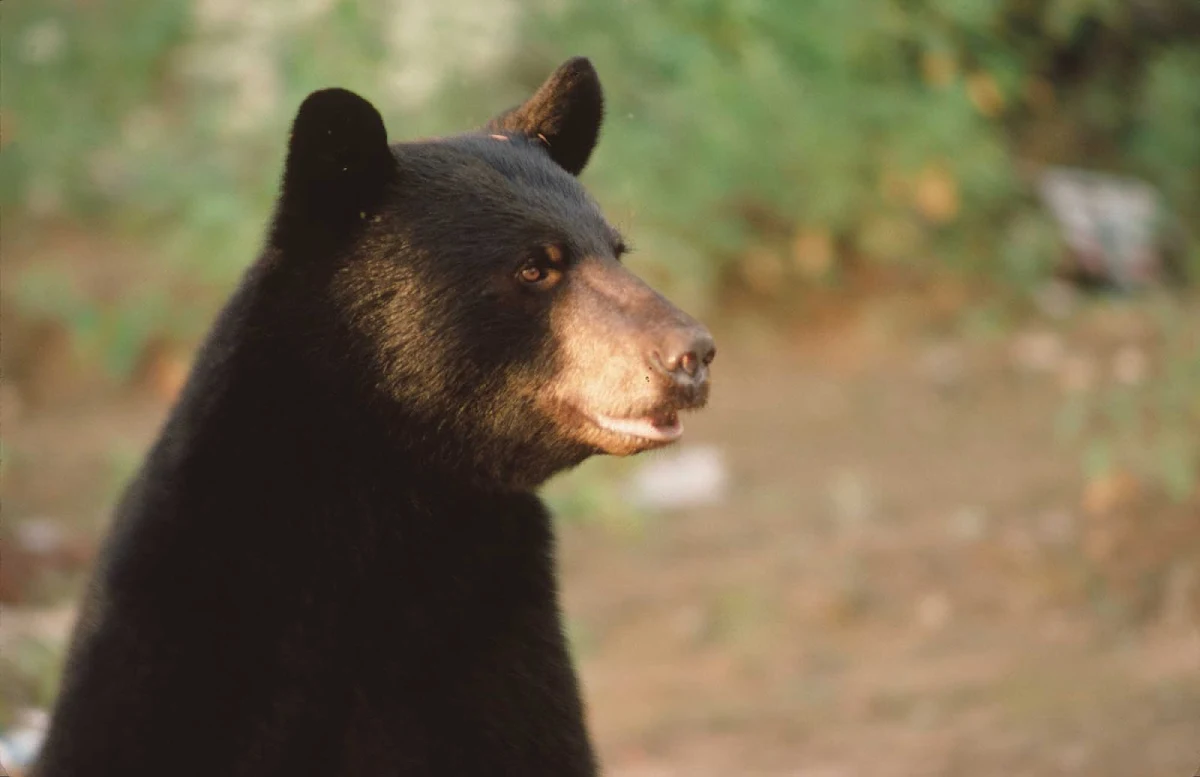 black-bear-Laurentian-Quebec - A black bear spotted in the Laurentian woodlands just north of the St. Lawrence River in Quebec, Canada.