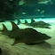 Bowmouth guitarfish/ shark ray