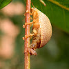 Eucalyptus leaf-beetle laying eggs