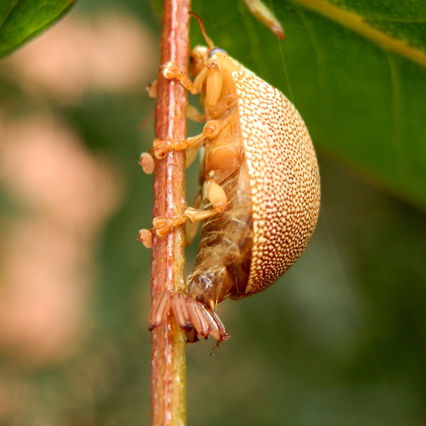 Eucalyptus leafbeetle laying eggs Project Noah