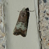 Pyralid Moth