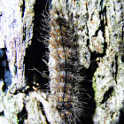 Two Ribbed Arctid Caterpillar