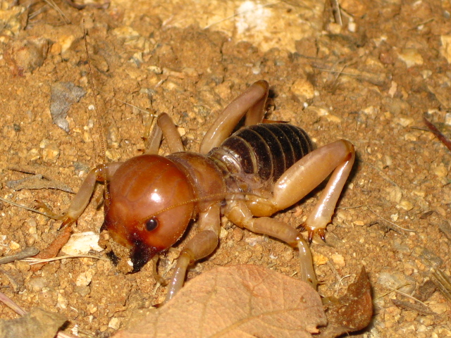 Jerusalem Cricket