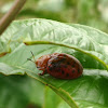 Spotted Tortoise Beetle