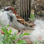 House Sparrow (using dog hair for nest)