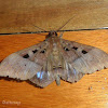 Noctuid Moth