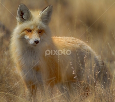 Wyoming High Country Fox by Brent Morris - Animals Other Mammals