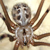 Giant Daddy Longlegs Spider
