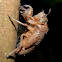 cicada nymph exuvia