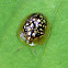 Escarabajo tortuga