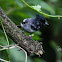 Blue-mantled crested flycatcher