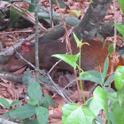 Red rumped agouti
