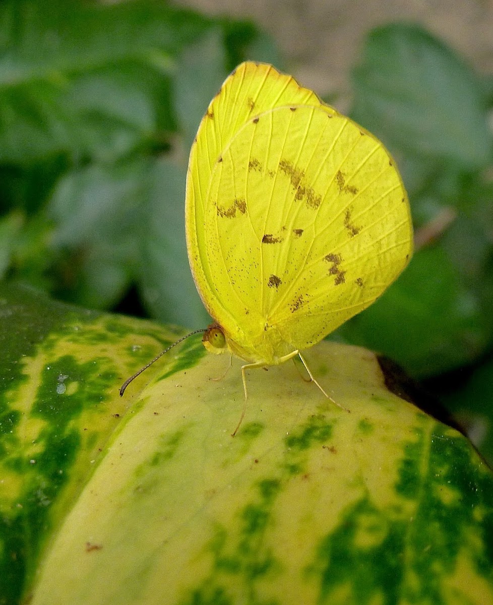 Yellow Pierid Butterfly