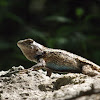 Texas Spiny Lizard (Male)