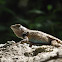 Texas Spiny Lizard (Male)