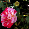 Ferdinand Pichard rose