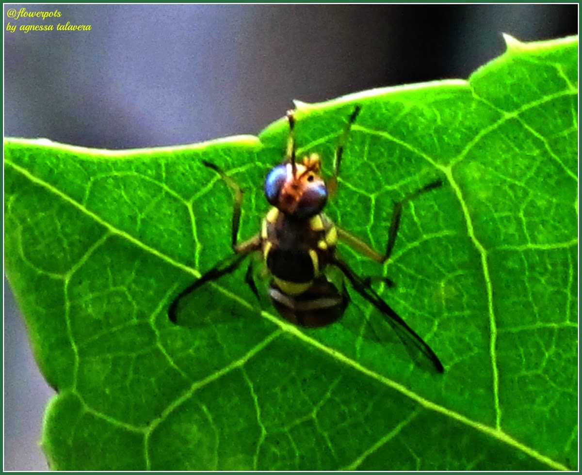 Philippine Fruit Fly