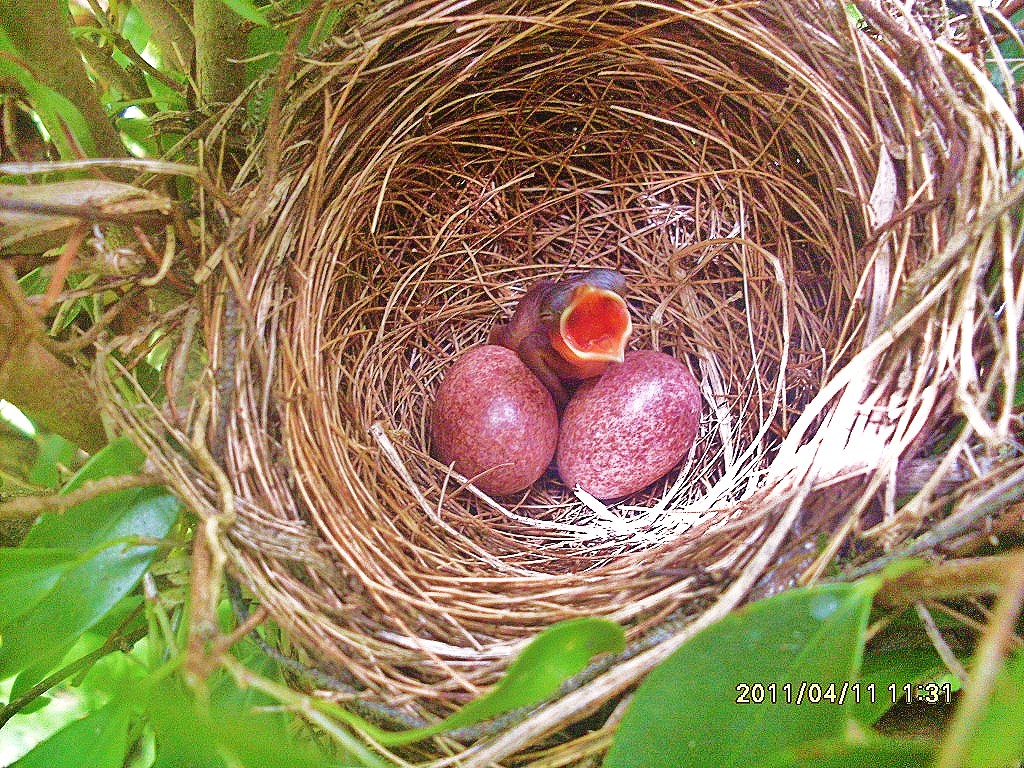 Yellow Vented Bulbul ( hatchling )