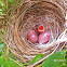Yellow Vented Bulbul ( hatchling )
