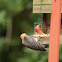 Red-bellied Woodpecker (Male adult)