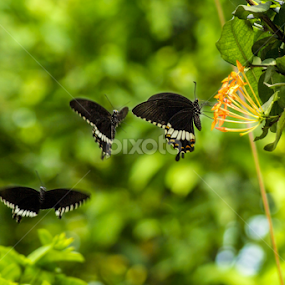 FOLLOW ME......... by Avik Mondal - Animals Insects & Spiders