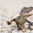 American Alligator