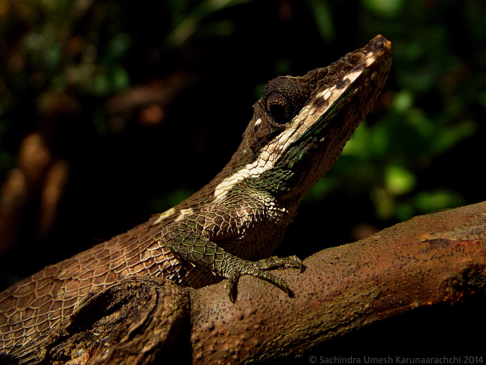 Pygmy lizard