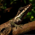 Pygmy lizard