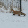 Red Fox