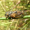 Cicada / Cvrčak