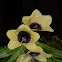 Black Henbane