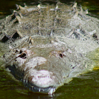 american crocodile