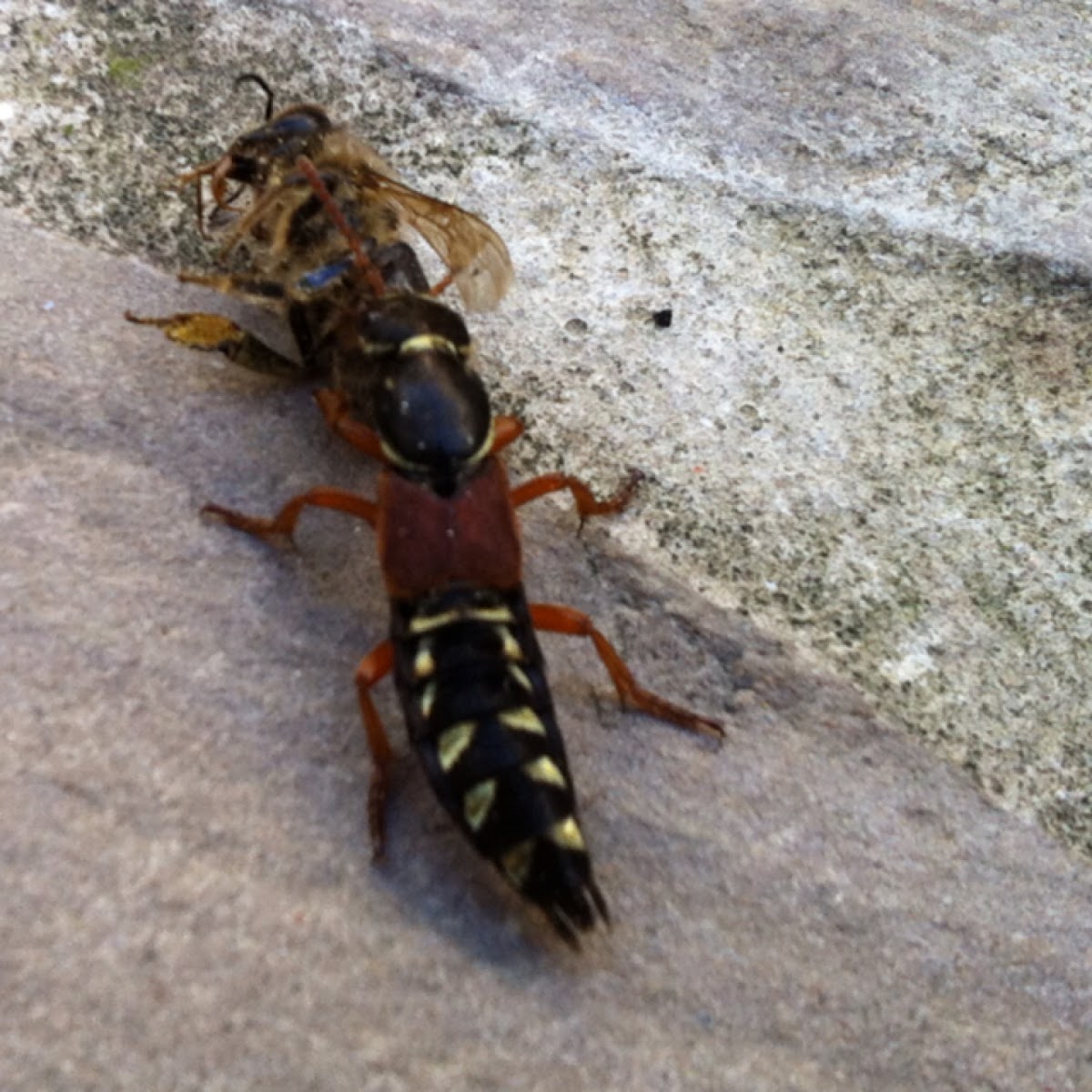 Kaiserlicher Kurzflügler (Rove beetle)