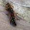 Kaiserlicher Kurzflügler (Rove beetle)