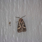 Strecker Tiger Moth
