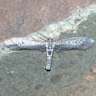 Glaucina Geometrid Moth