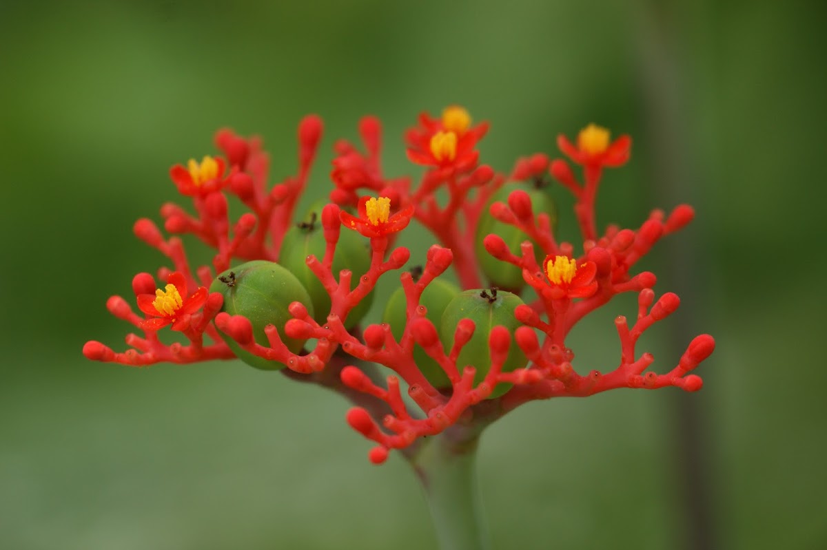 Jatropha podagrica (Euphorbiaceae)