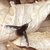 Greater bee fly
