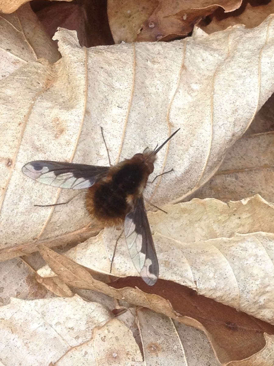 Greater bee fly