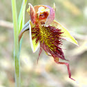 Red Beard Orchid